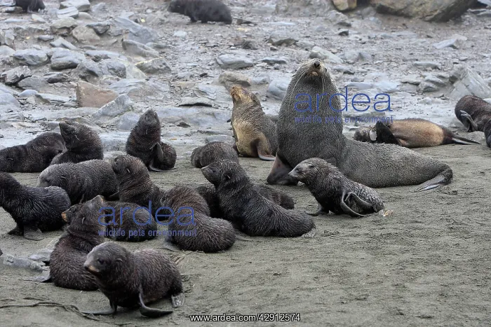 : Antarctic Fur Seal : Antarctic Fur Seal