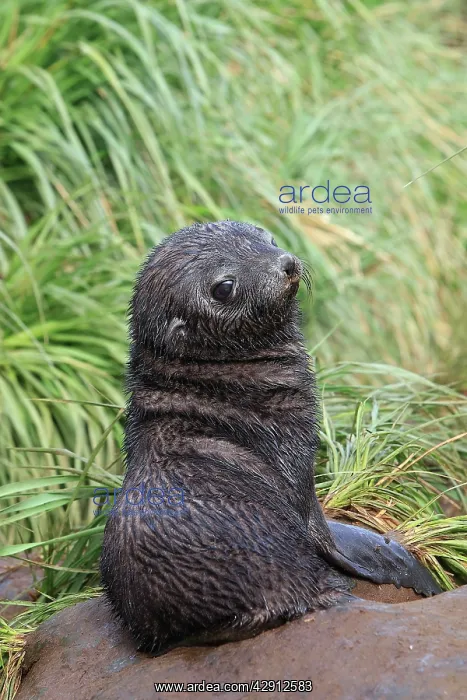 : Antarctic Fur Seal : Antarctic Fur Seal