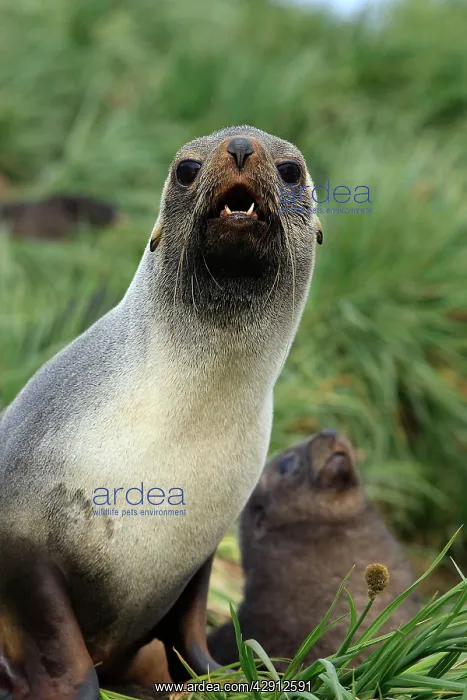 : Antarctic Fur Seal : Antarctic Fur Seal
