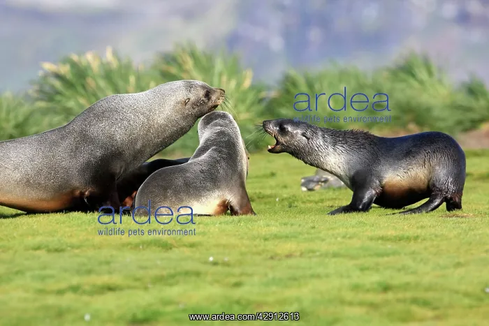 : Antarctic Fur Seal : Antarctic Fur Seal