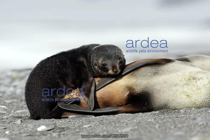 : Antarctic Fur Seal : Antarctic Fur Seal