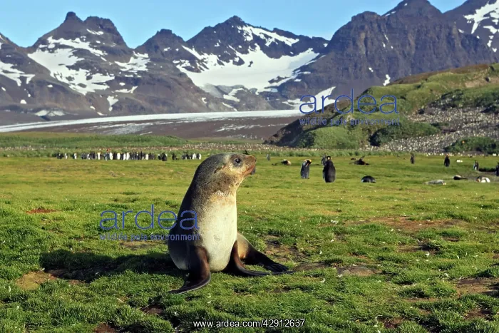 : Antarctic Fur Seal : Antarctic Fur Seal