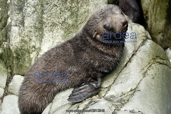 : Antarctic Fur Seal : Antarctic Fur Seal
