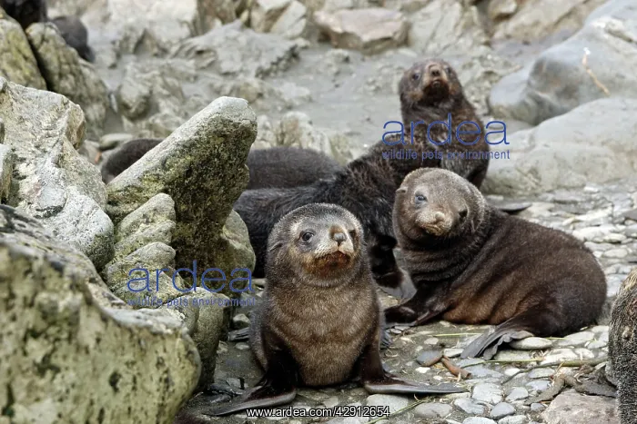 : Antarctic Fur Seal : Antarctic Fur Seal
