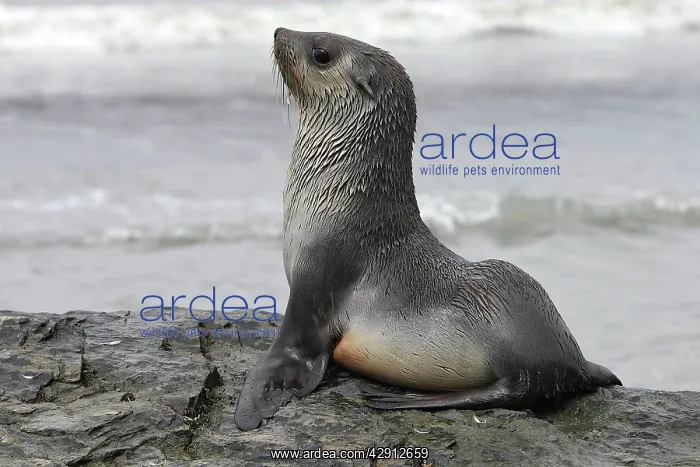 : Antarctic Fur Seal : Antarctic Fur Seal