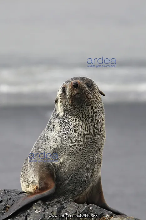 : Antarctic Fur Seal : Antarctic Fur Seal