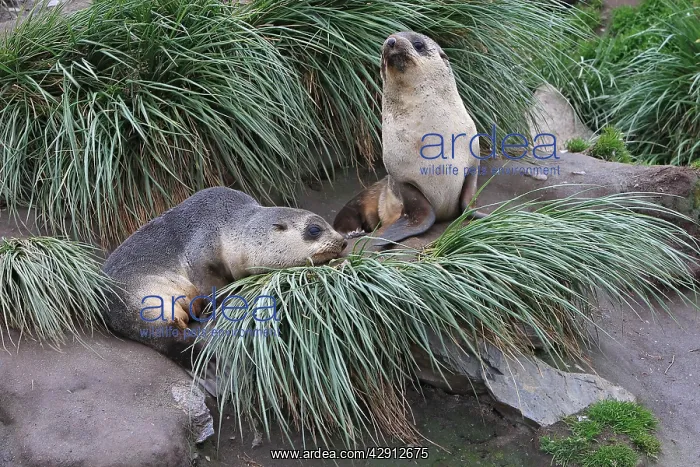 : Antarctic Fur Seal : Antarctic Fur Seal