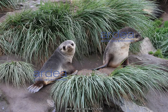 : Antarctic Fur Seal : Antarctic Fur Seal