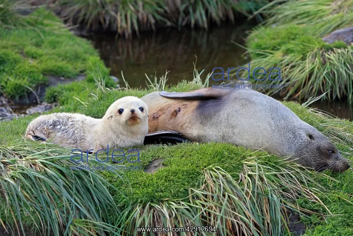 : Antarctic Fur Seal : Antarctic Fur Seal