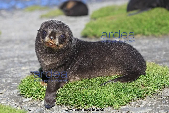 : Antarctic Fur Seal : Antarctic Fur Seal