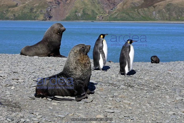 : Antarctic Fur Seal : Antarctic Fur Seal