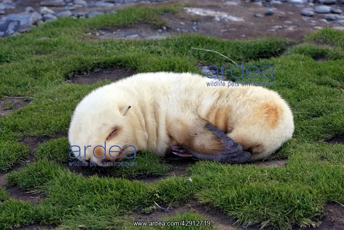  : Antarctic Fur Seal
