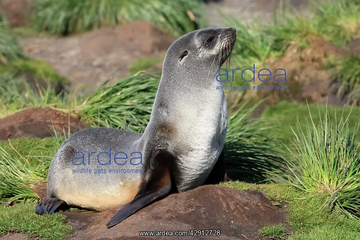 : Antarctic Fur Seal : Antarctic Fur Seal
