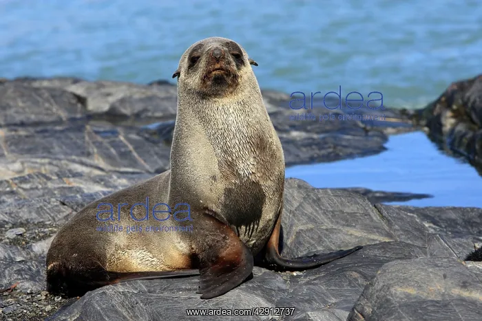 : Antarctic Fur Seal : Antarctic Fur Seal