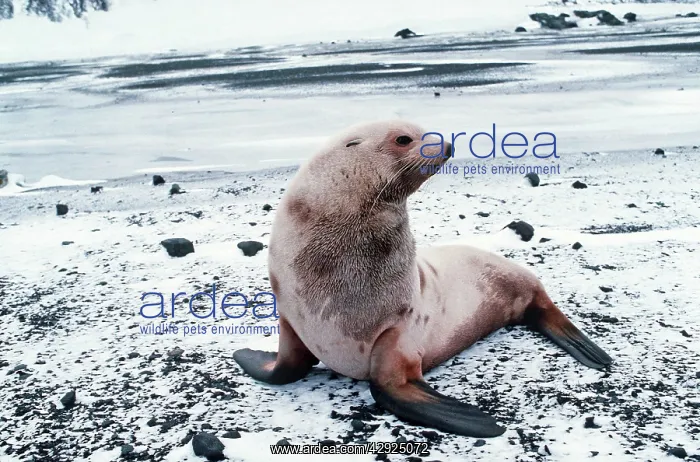 : Antarctic Fur Seal - albino resting on snow covered rocks : Antarctic Fur Seal - albino resting on snow covered rocks