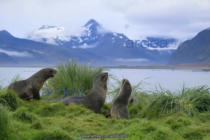 : Antarctic Fur Seal (Arctocephalus gazella) : Antarctic Fur Seal (Arctocephalus gazella)