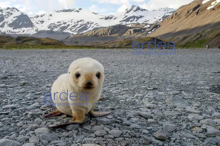 : Antarctic Fur Seal (Arctocephalus gazella), leucistic : Antarctic Fur Seal (Arctocephalus gazella), leucistic