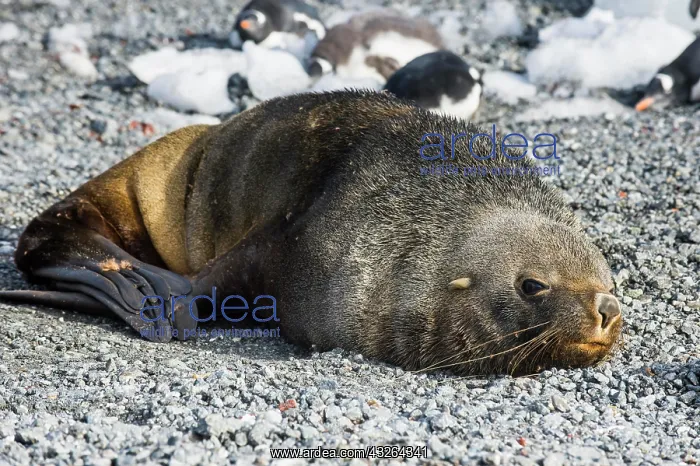 : Antarctic fur seal (Arctocephalus gazella), Gourdin : Antarctic fur seal (Arctocephalus gazella), Gourdin