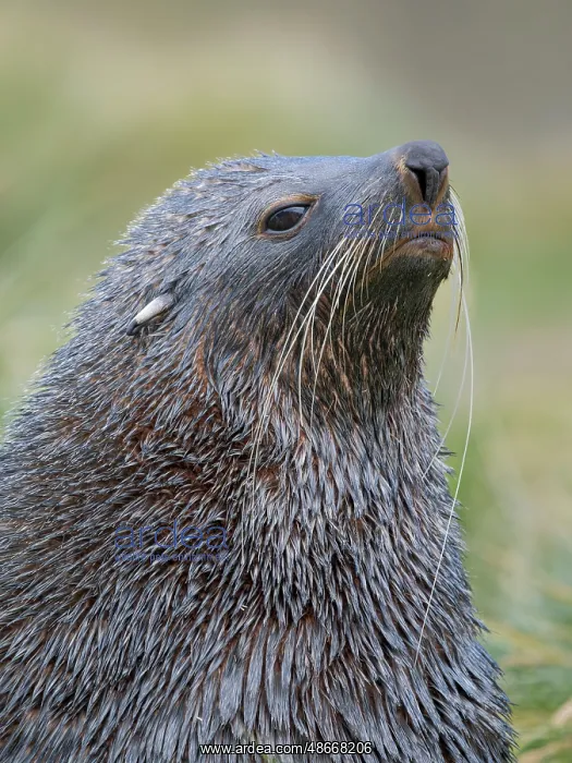 : Antarctic fur seal bull on a beach on the island of South : Antarctic fur seal bull on a beach on the island of South