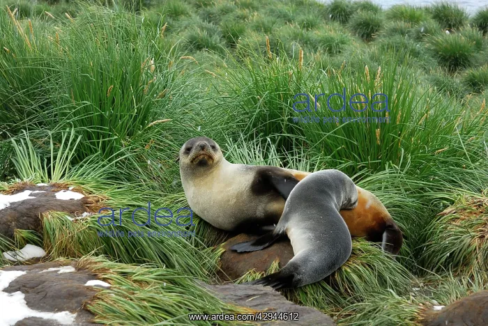 : Antarctic Fur Seal - nursing young one : Antarctic Fur Seal - nursing young one