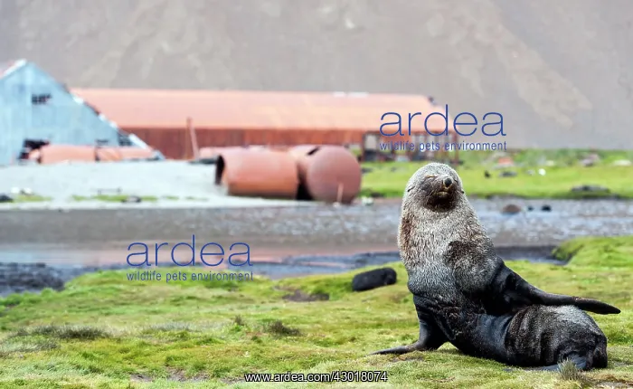 : Antarctic Fur Seal by old whaling station : Antarctic Fur Seal by old whaling station