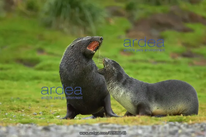 : Antarctic Fur Seal - Pair playfighting : Antarctic Fur Seal - Pair playfighting