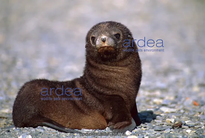  : Antarctic Fur Seal - pup