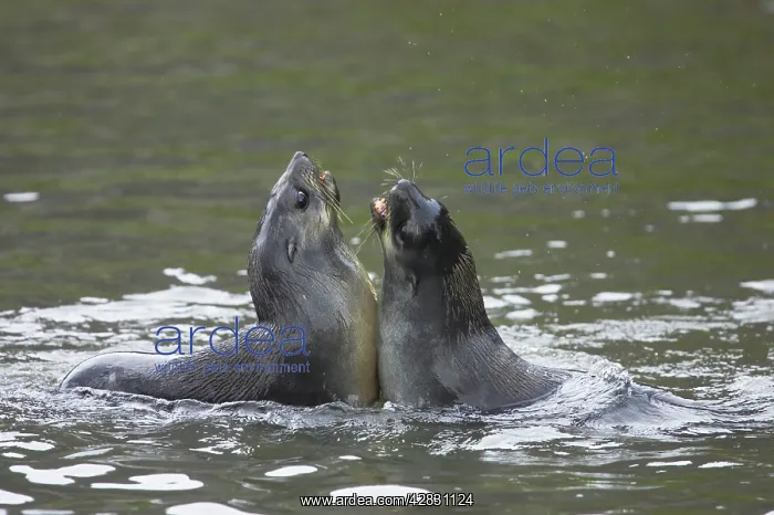 : Antarctic Fur Seal - pups playfighting : Antarctic Fur Seal - pups playfighting