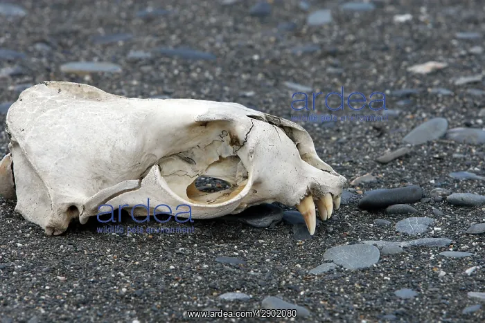 : Antarctic Fur Seal - skull : Antarctic Fur Seal - skull