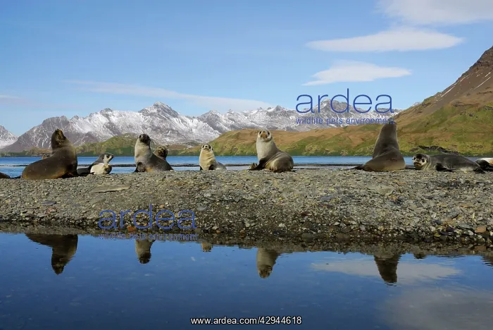 : Antarctic Fur Seals : Antarctic Fur Seals