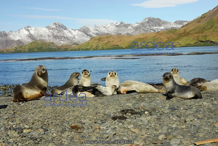 : Antarctic Fur Seals : Antarctic Fur Seals