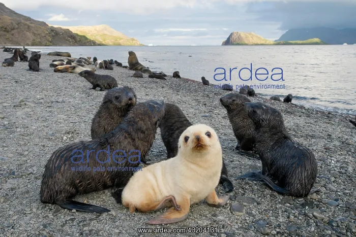  : Antarctic Fur Seals (Arctocephalus gazella), pubs