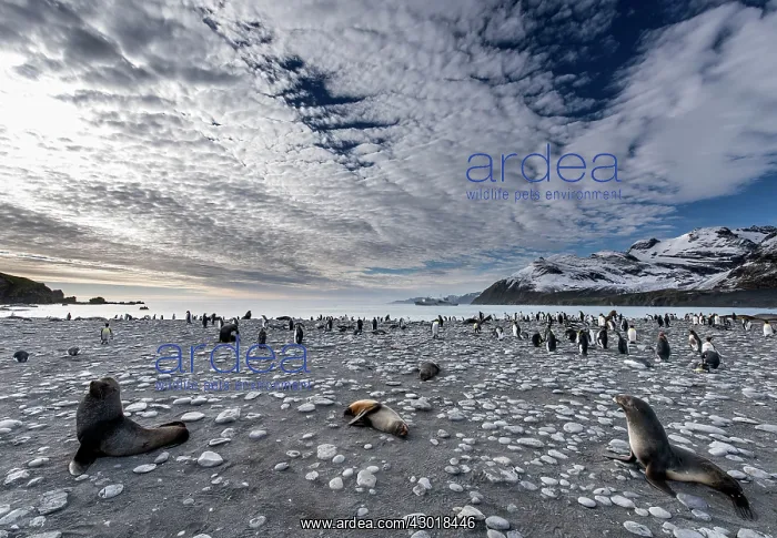 : Antarctic Fur Seals on the beach : Antarctic Fur Seals on the beach