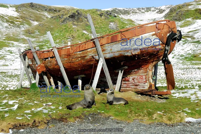 : Antarctic Fur Seals - in front of old whaling boat : Antarctic Fur Seals - in front of old whaling boat