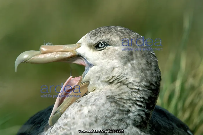 : Antarctic Giant-Petrel - With a green bill tip : Antarctic Giant-Petrel - With a green bill tip