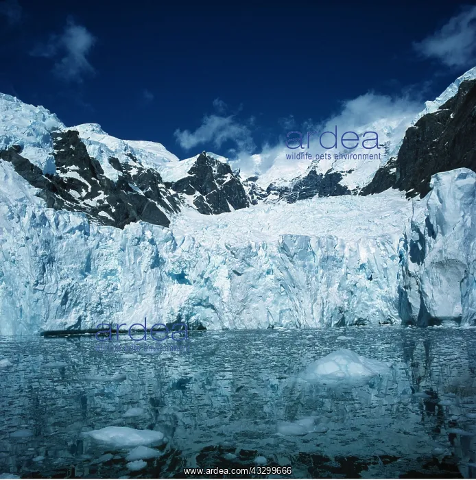 : Antarctic Glacier, Paradise Bay : Antarctic Glacier, Paradise Bay