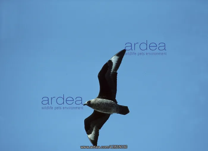 : Antarctic / Great Skua - In flight : Antarctic / Great Skua - In flight