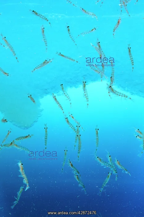 : Antarctic Krill : Antarctic Krill