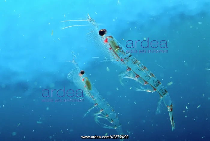 : Antarctic Krill : Antarctic Krill