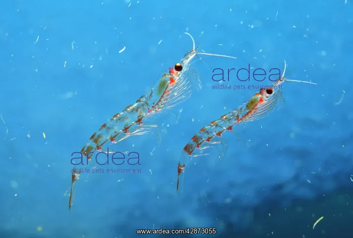 : Antarctic Krill : Antarctic Krill