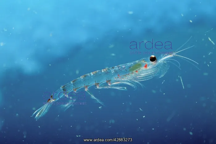 : Antarctic Krill : Antarctic Krill