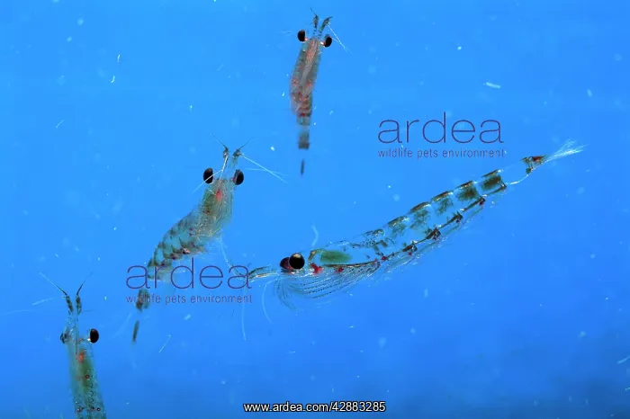 : Antarctic Krill : Antarctic Krill