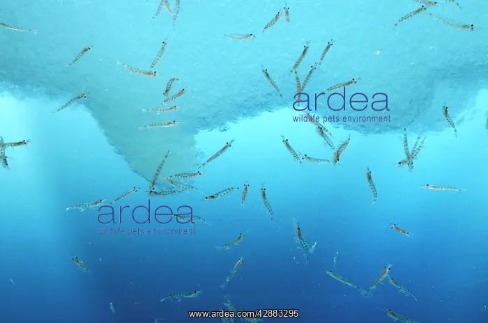 : Antarctic Krill : Antarctic Krill
