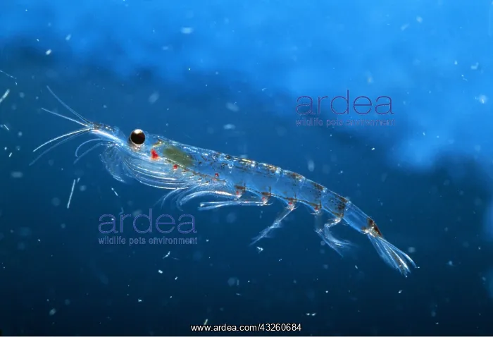 : ANTARCTIC KRILL C / U : ANTARCTIC KRILL C / U
