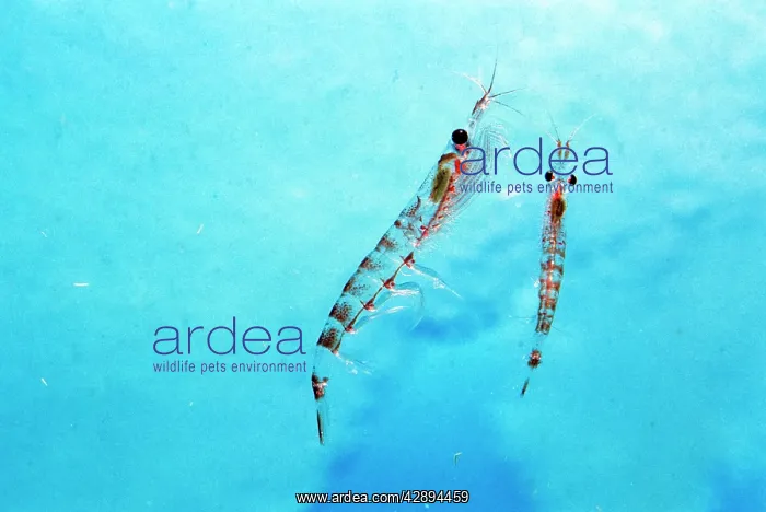 : ANTARCTIC KRILL - two close-up : ANTARCTIC KRILL - two close-up