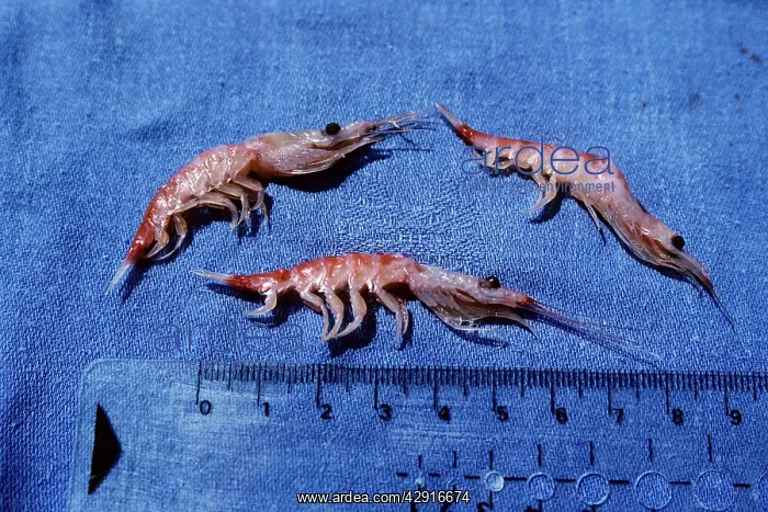 : Antarctic Krill - scale in cm : Antarctic Krill - scale in cm