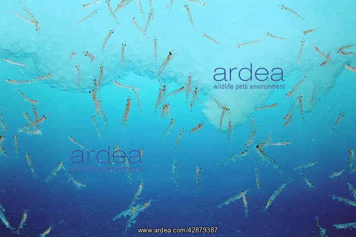: Antarctic Krill Shoal : Antarctic Krill Shoal