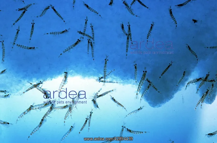 : ANTARCTIC KRILL - SHOAL : ANTARCTIC KRILL - SHOAL