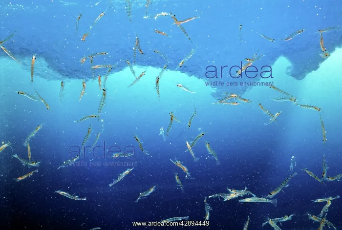 : ANTARCTIC KRILL - SHOAL : ANTARCTIC KRILL - SHOAL