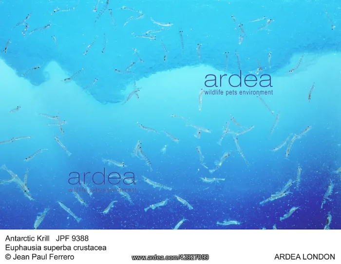 : ANTARCTIC KRILL - SHOAL : ANTARCTIC KRILL - SHOAL